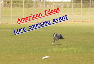 lure-coursing