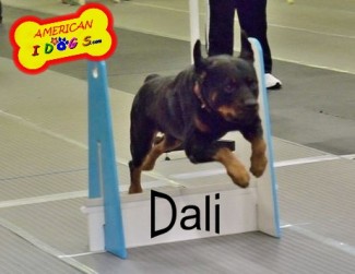 Dali-1